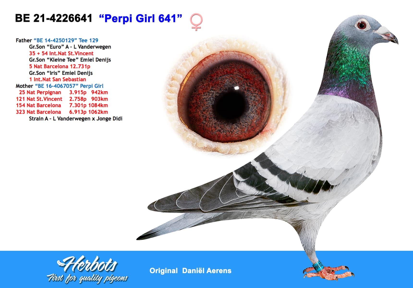 pigeon: undefined