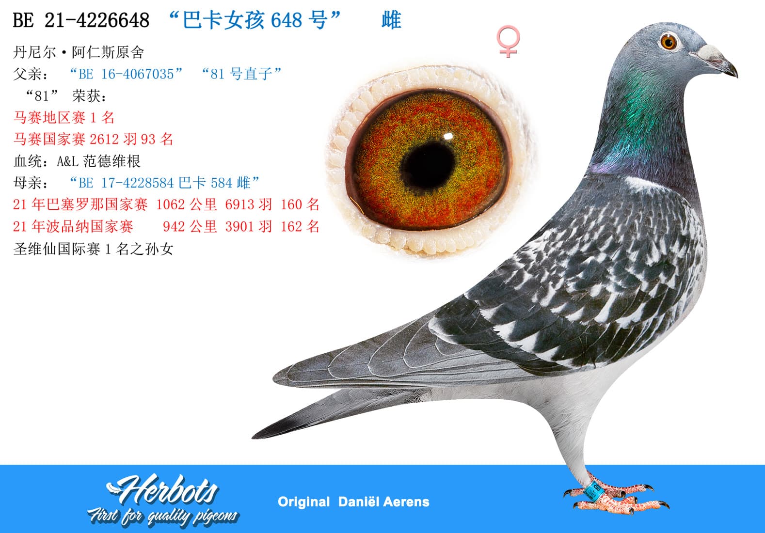 pigeon: “巴卡女孩648号”