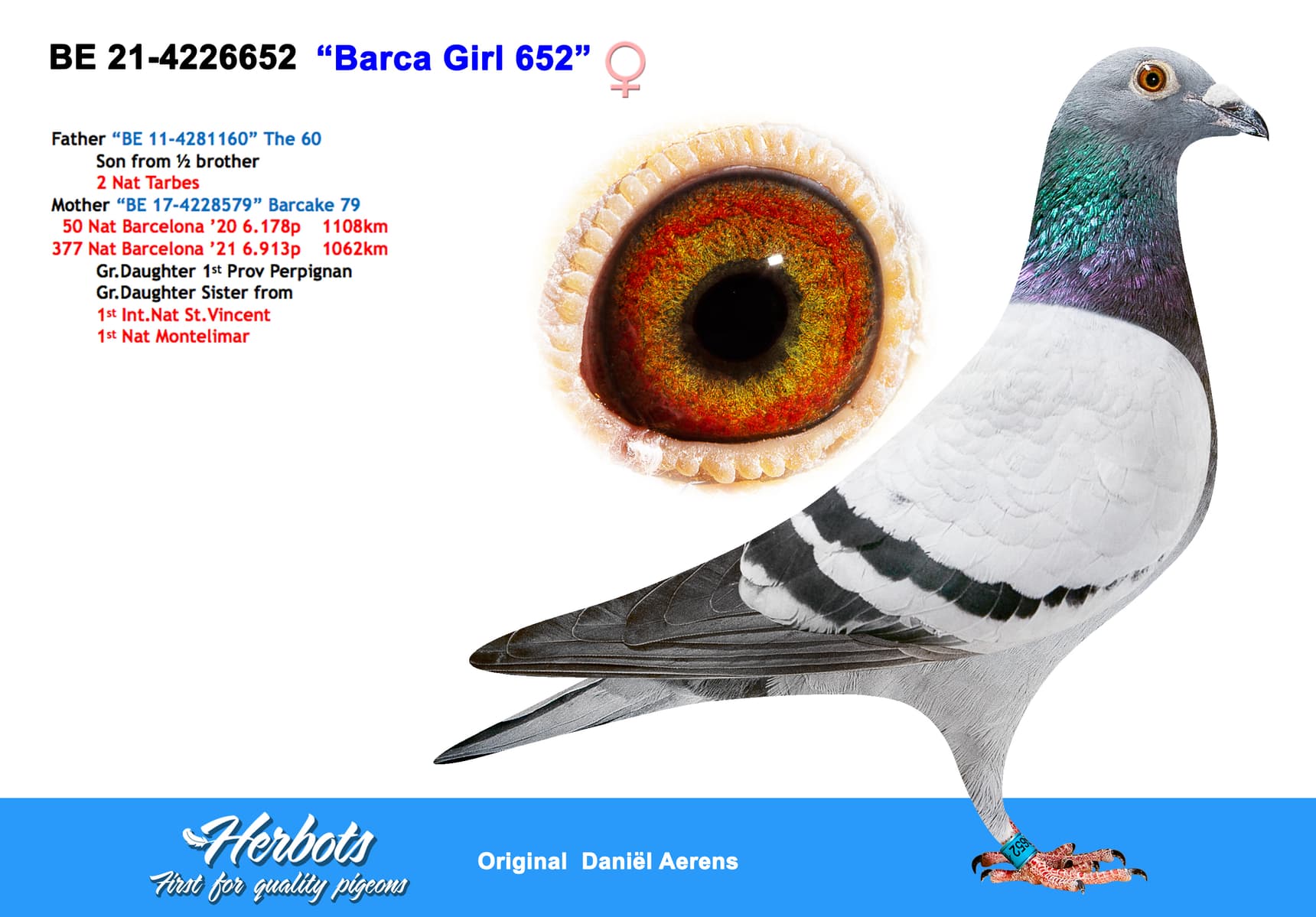 pigeon: undefined