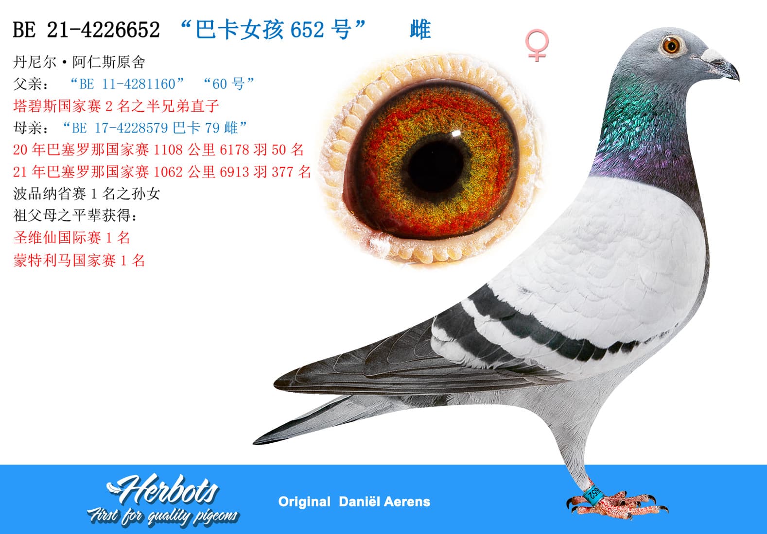pigeon: “巴卡女孩652号”