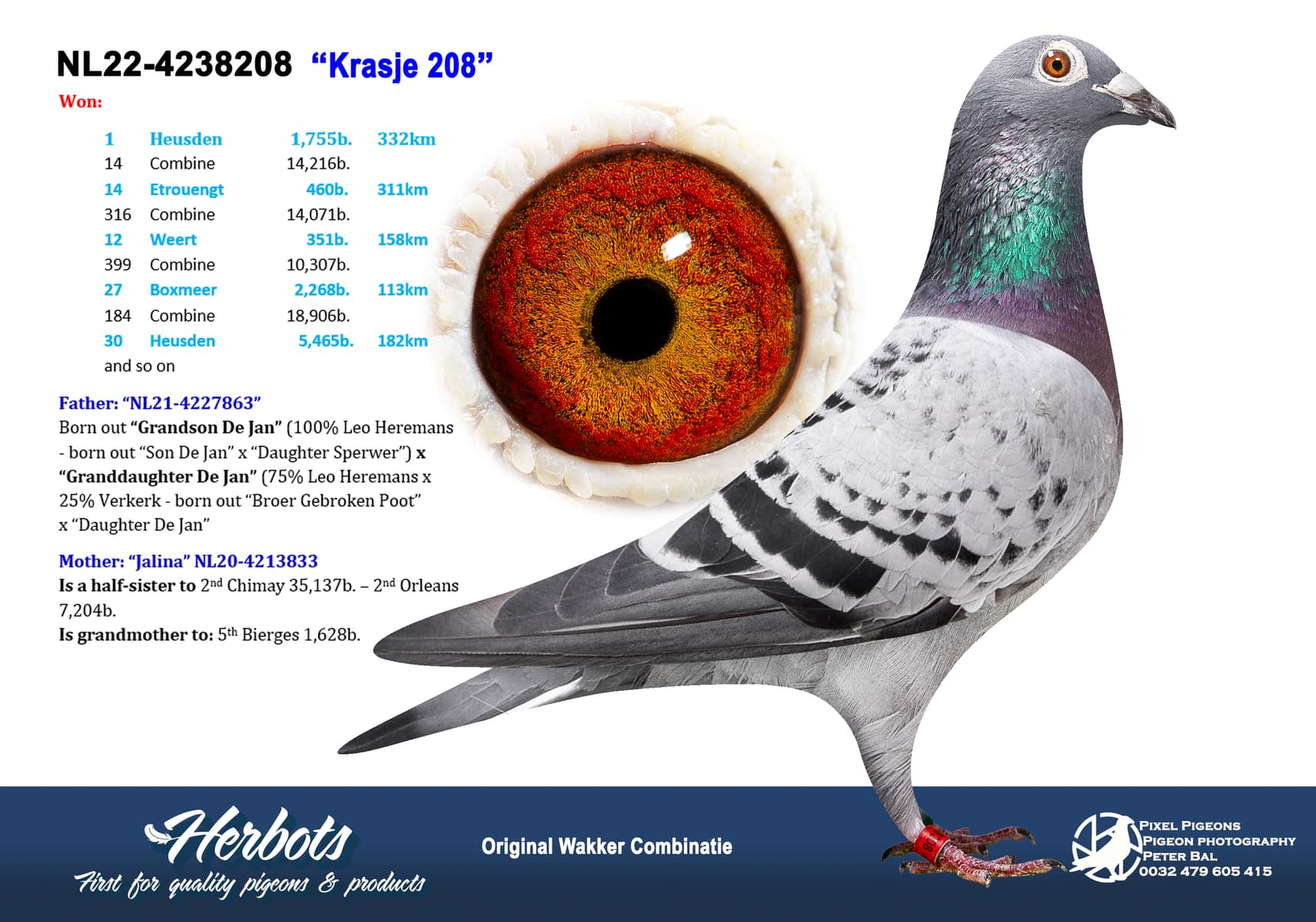 pigeon: undefined