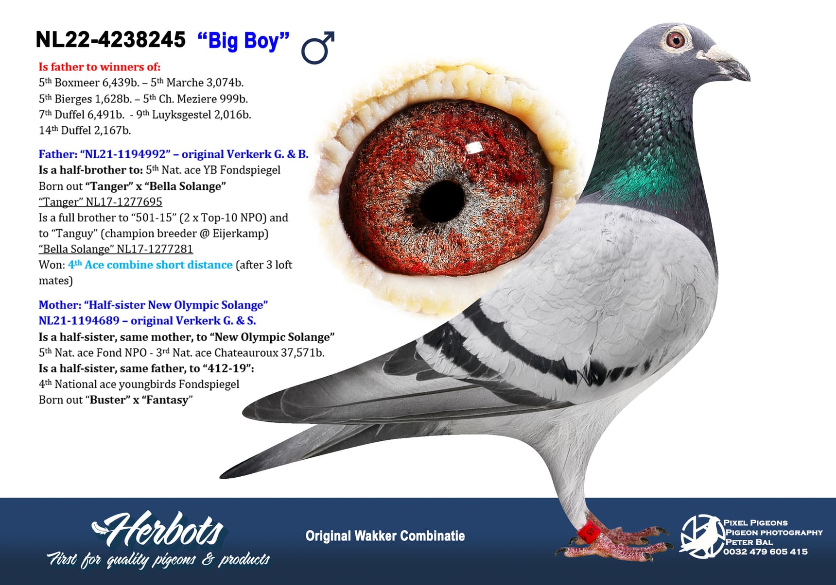 pigeon: undefined