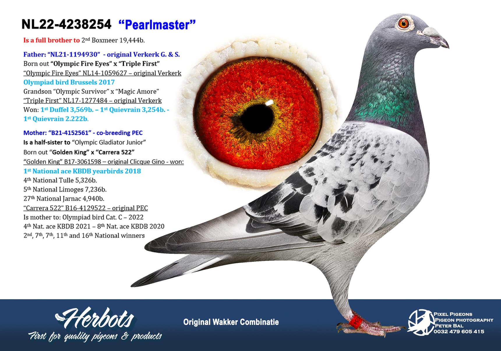 pigeon: undefined