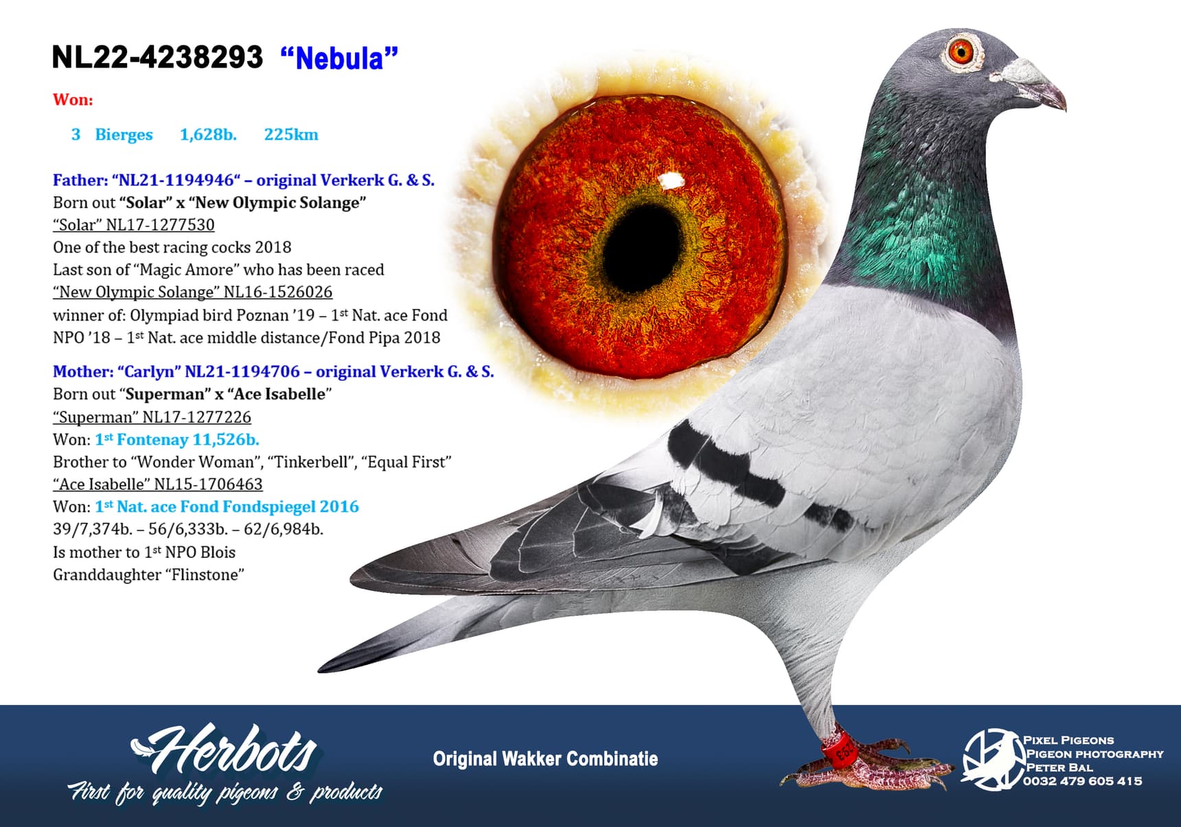 pigeon: undefined