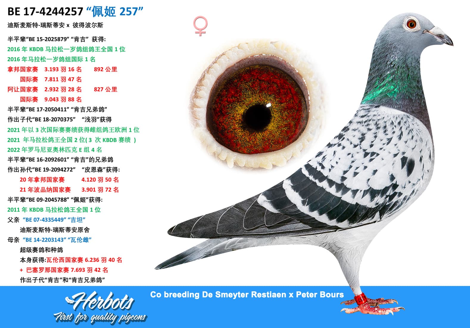 pigeon: “佩姬257”