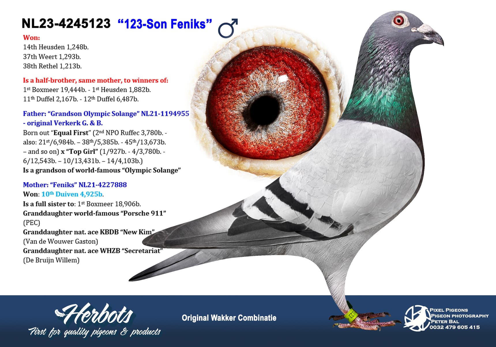 pigeon: undefined