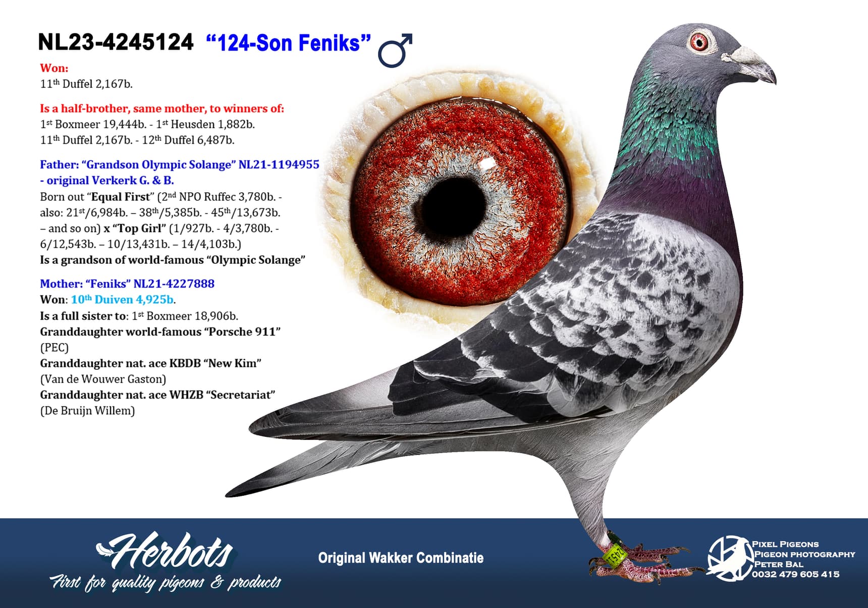 pigeon: undefined