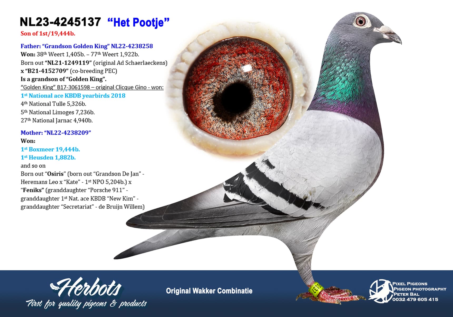 pigeon: undefined