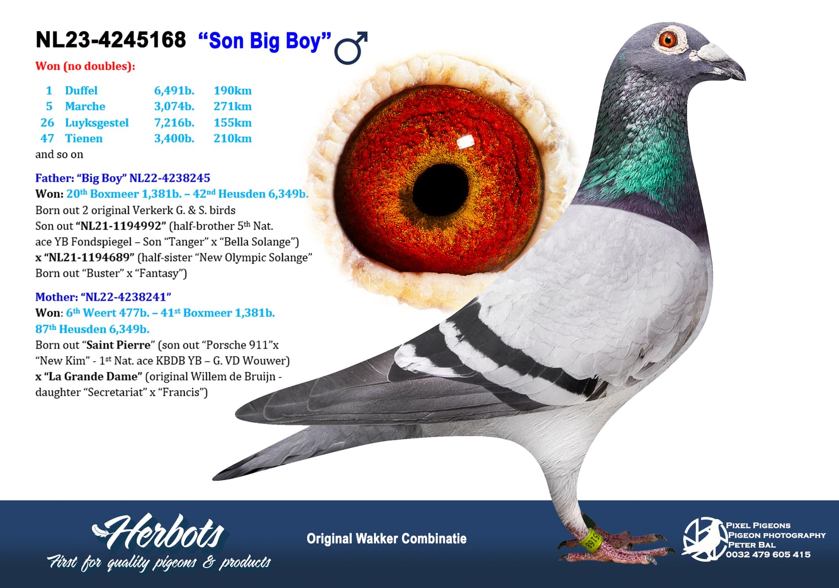 pigeon: undefined