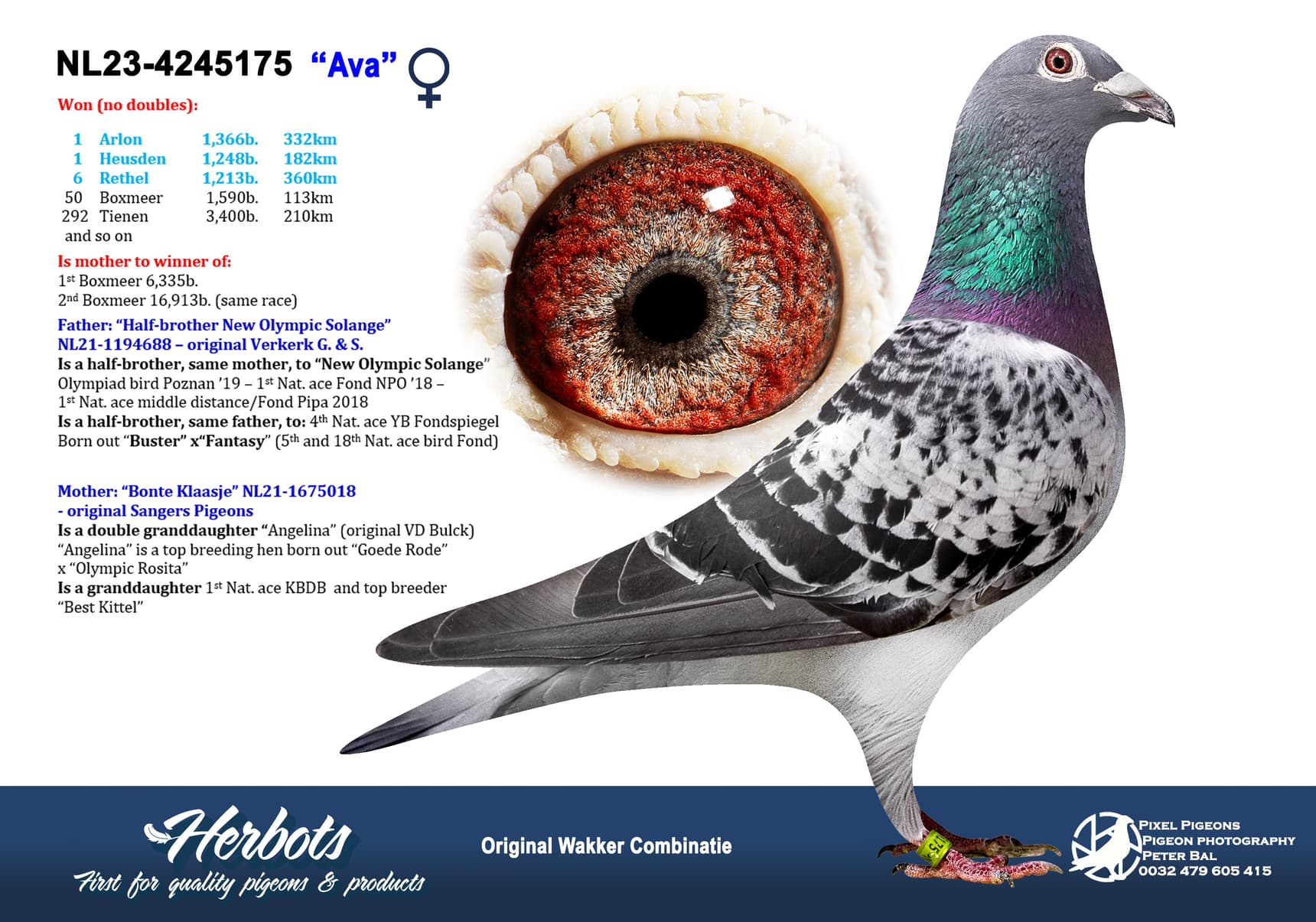 pigeon: undefined