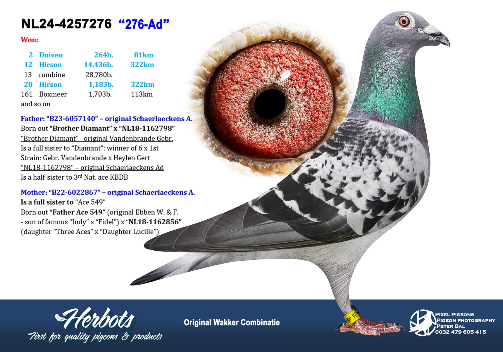pigeon: undefined