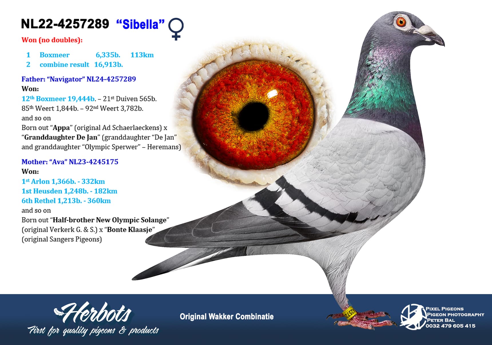 pigeon: undefined