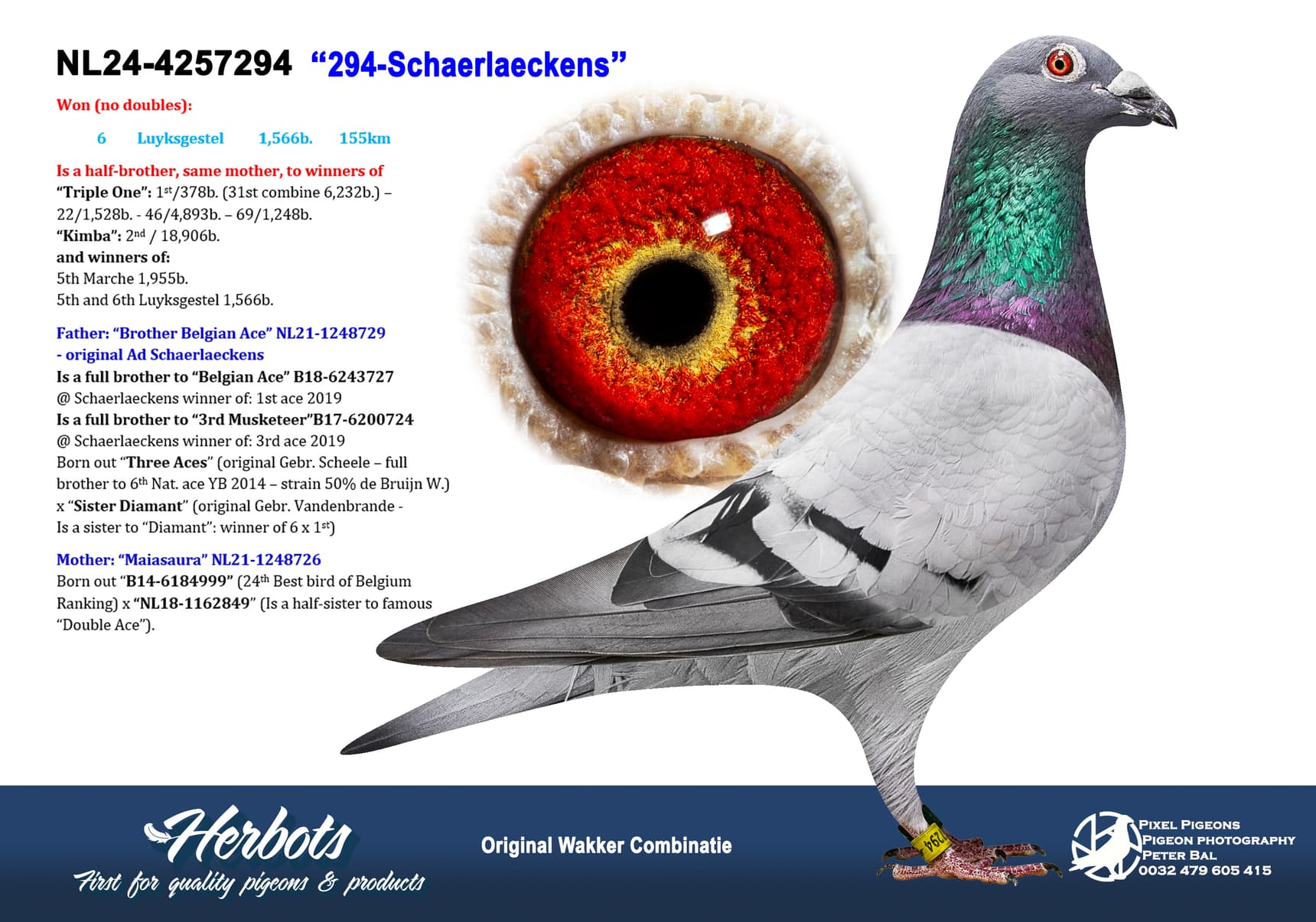 pigeon: undefined