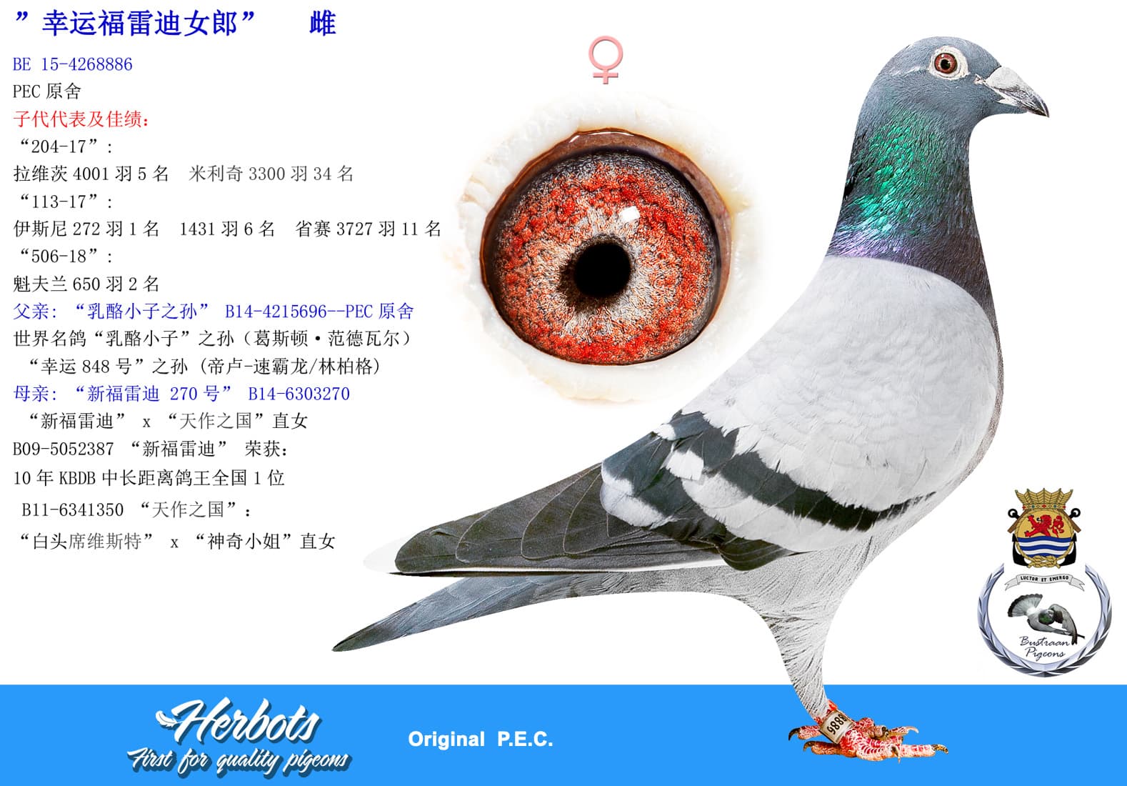 pigeon: undefined