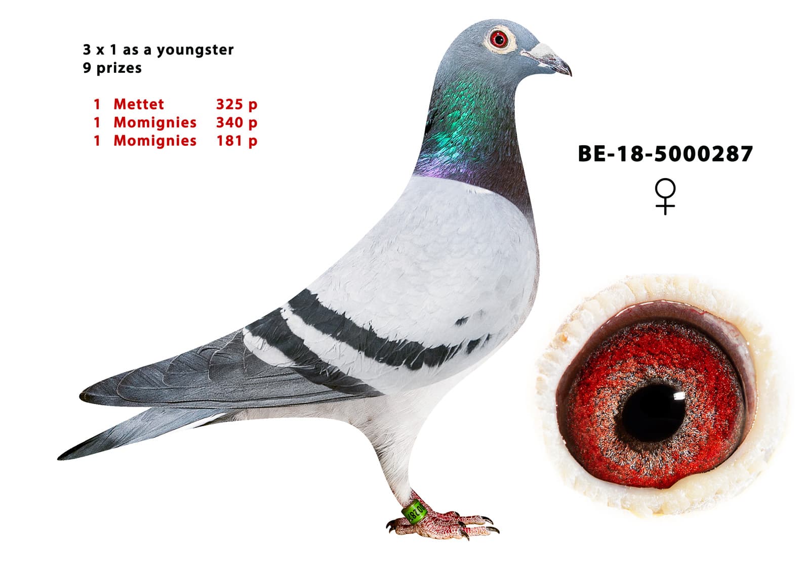 pigeon: Kristof Duivin