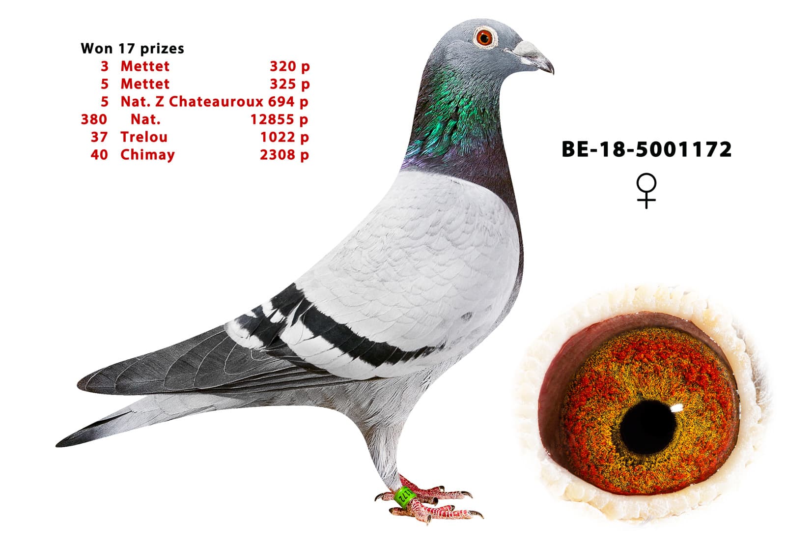 pigeon: undefined