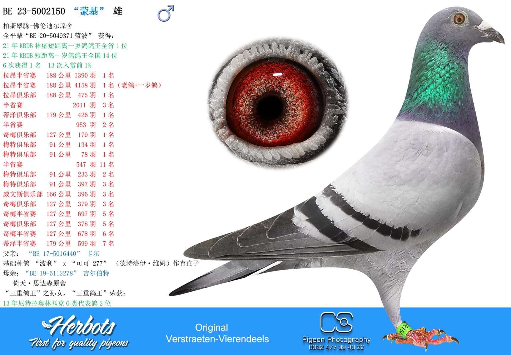 pigeon: undefined