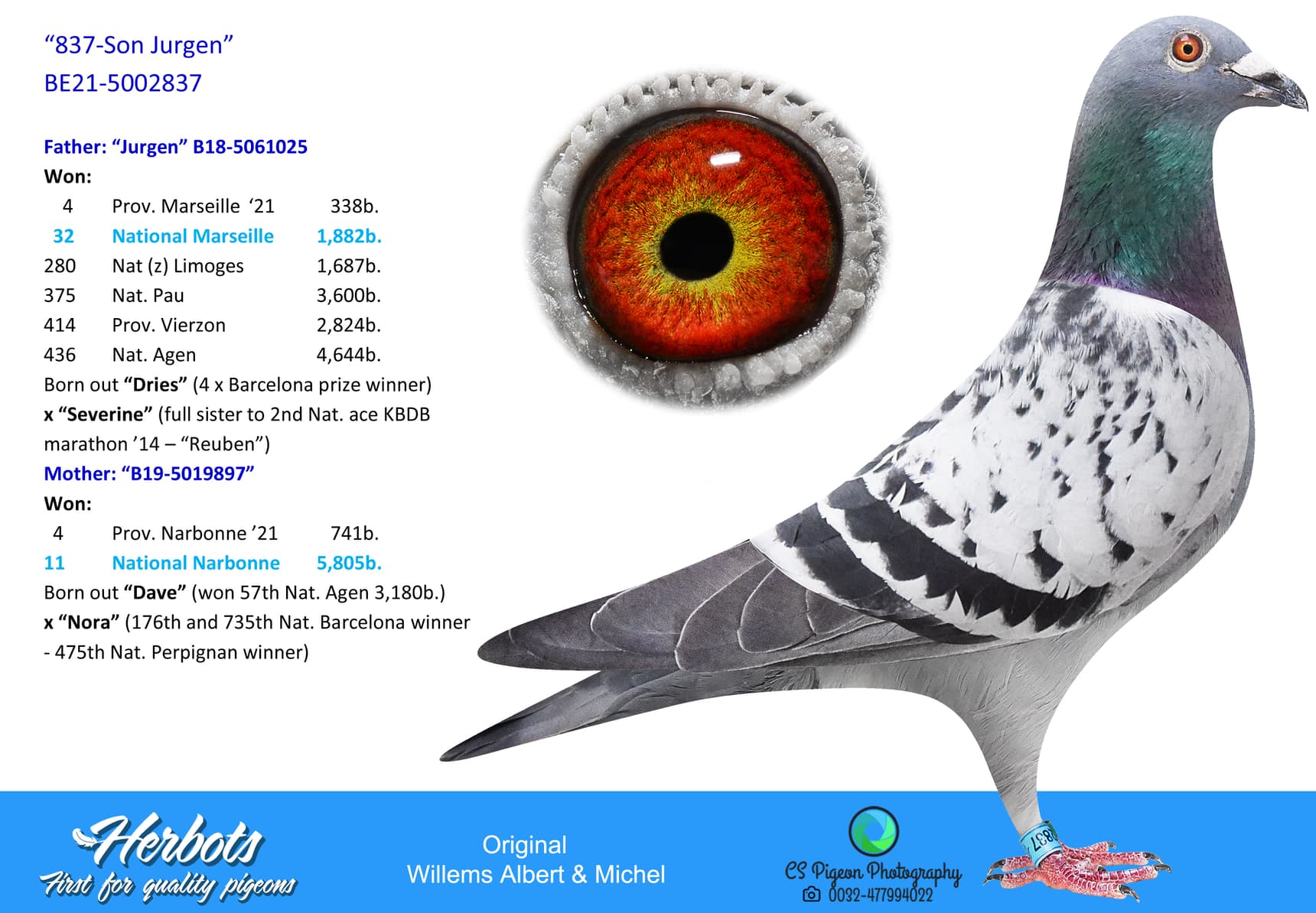 pigeon: undefined