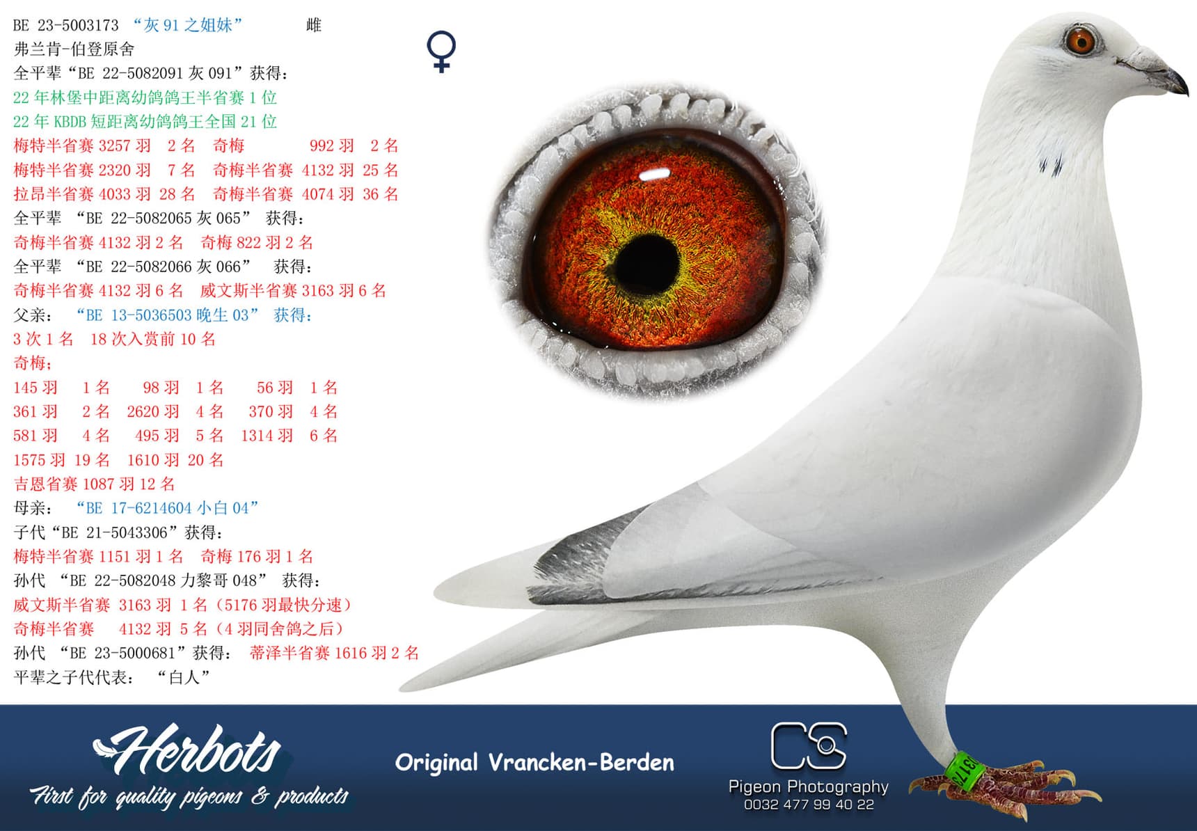 pigeon: “灰91之姐妹”