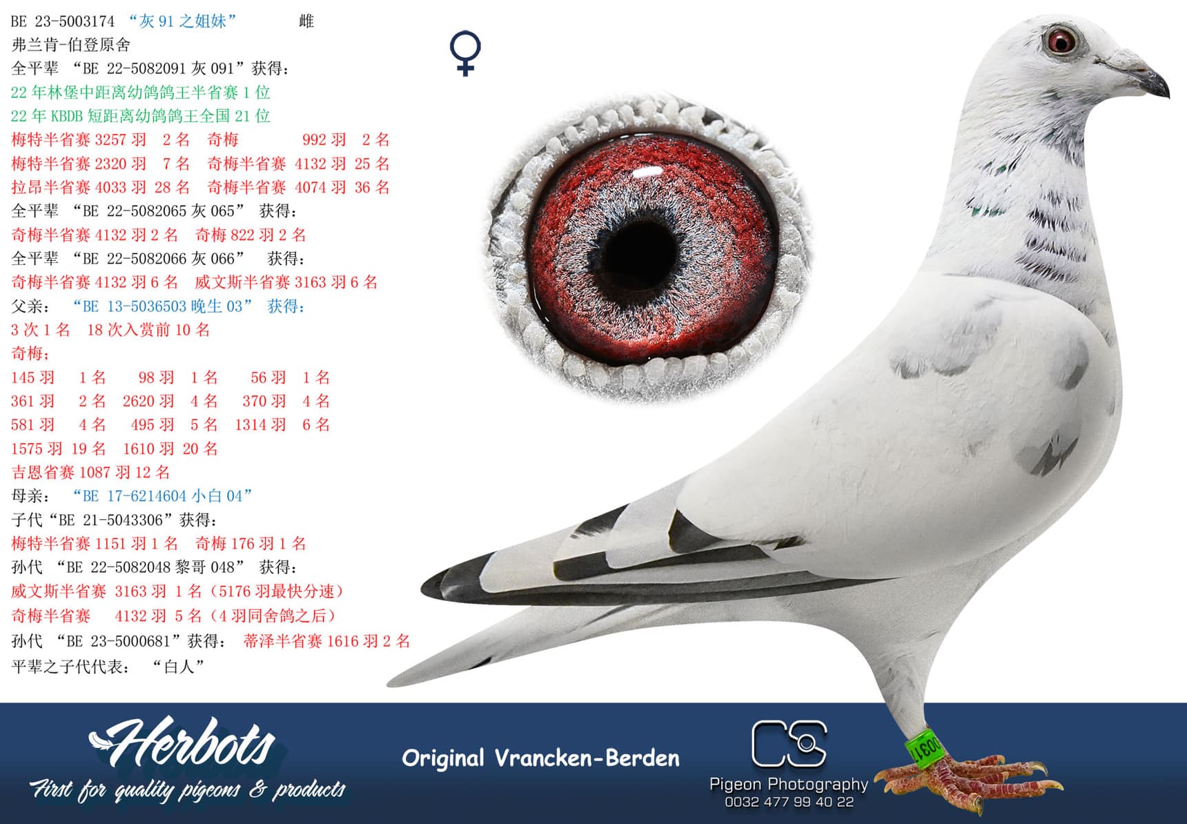 pigeon: “灰91之姐妹”