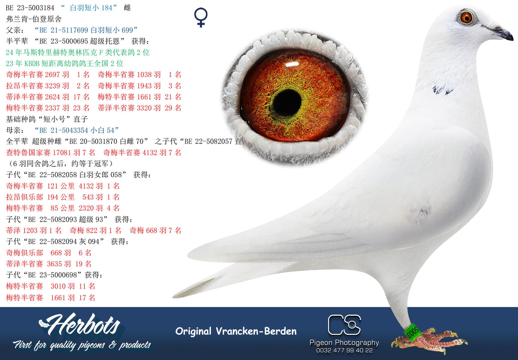 pigeon: “白羽短小184”