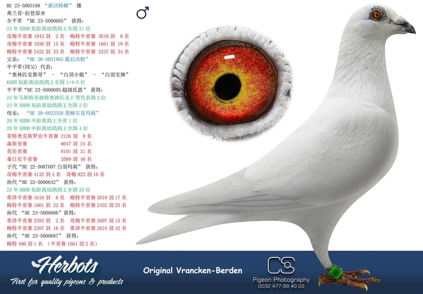 pigeon: “新沃特雌”