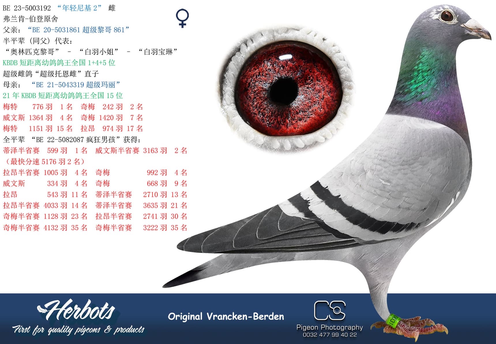 pigeon: “年轻尼基2”