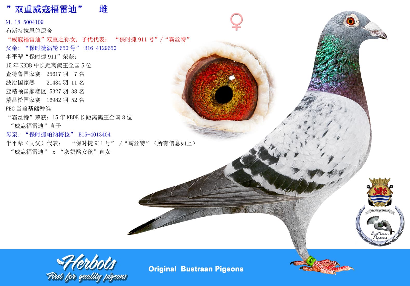 pigeon: undefined