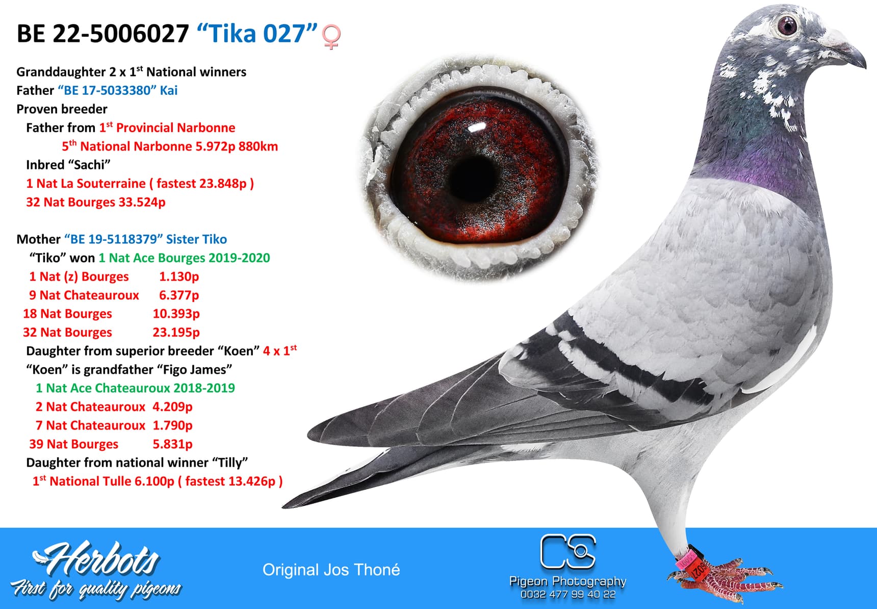 pigeon: undefined