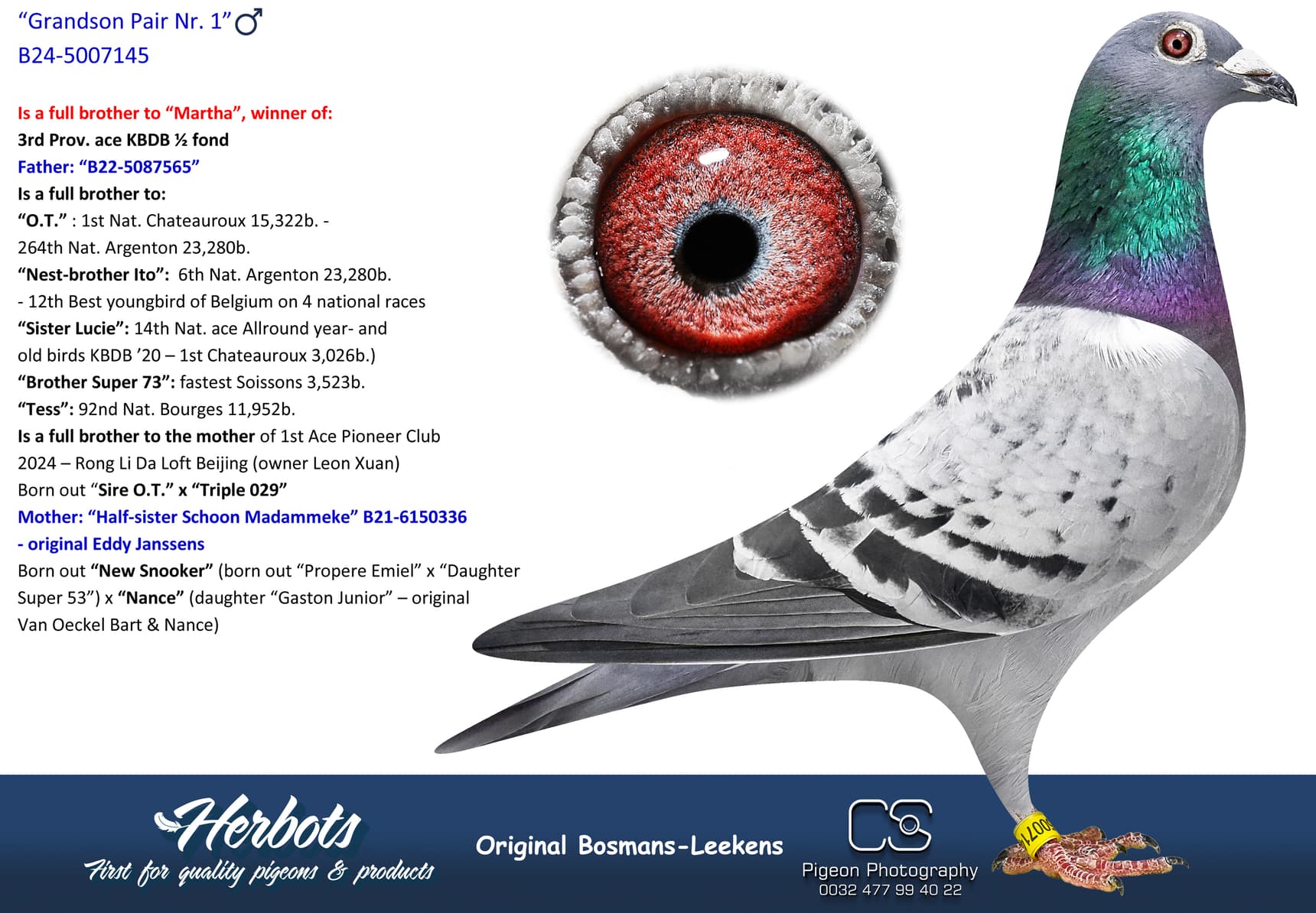 pigeon: “Grandson Pair Nr. 1”