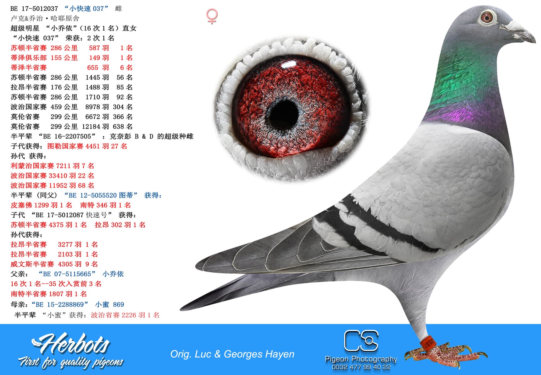 pigeon: undefined