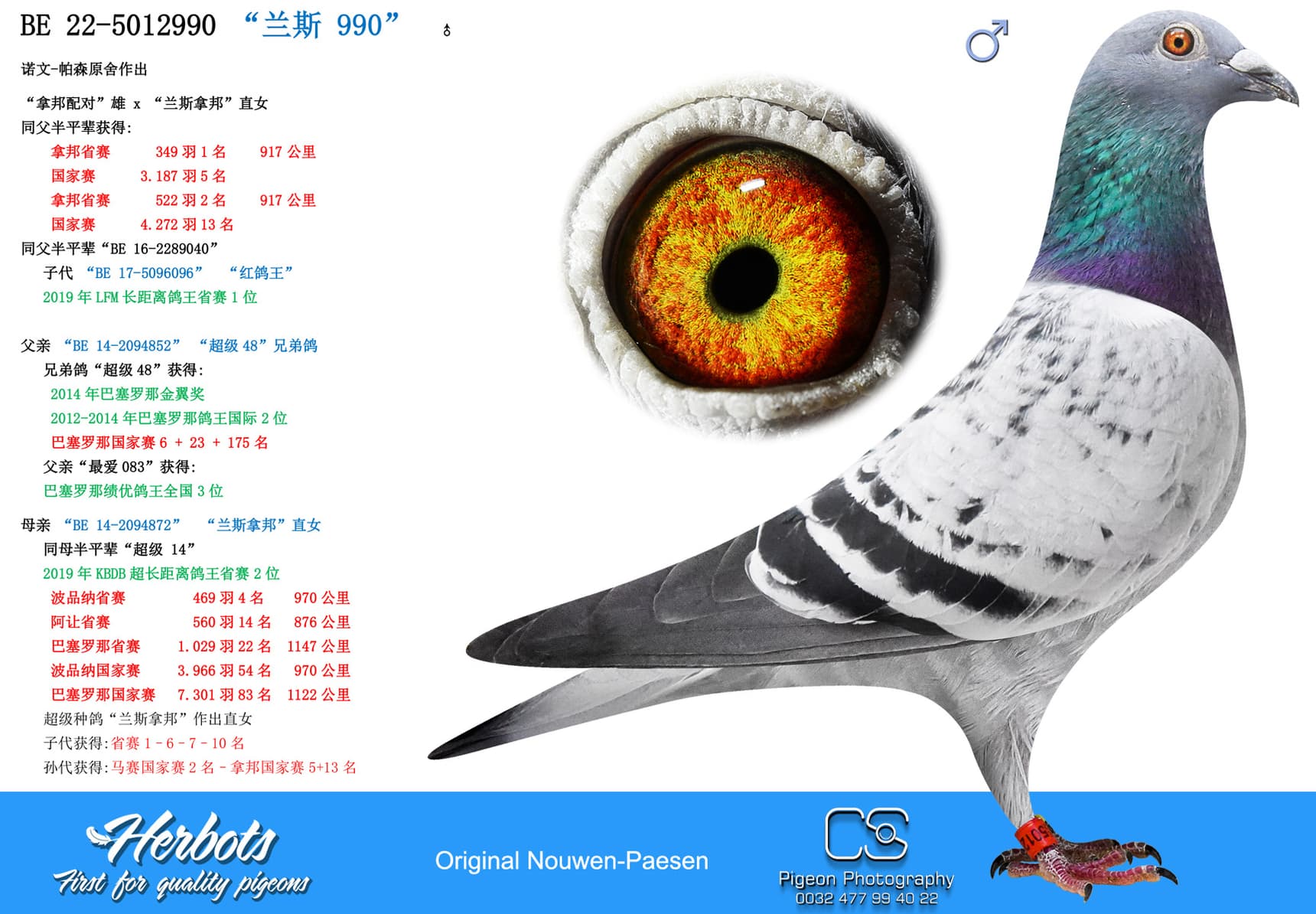 pigeon: “兰斯 990”