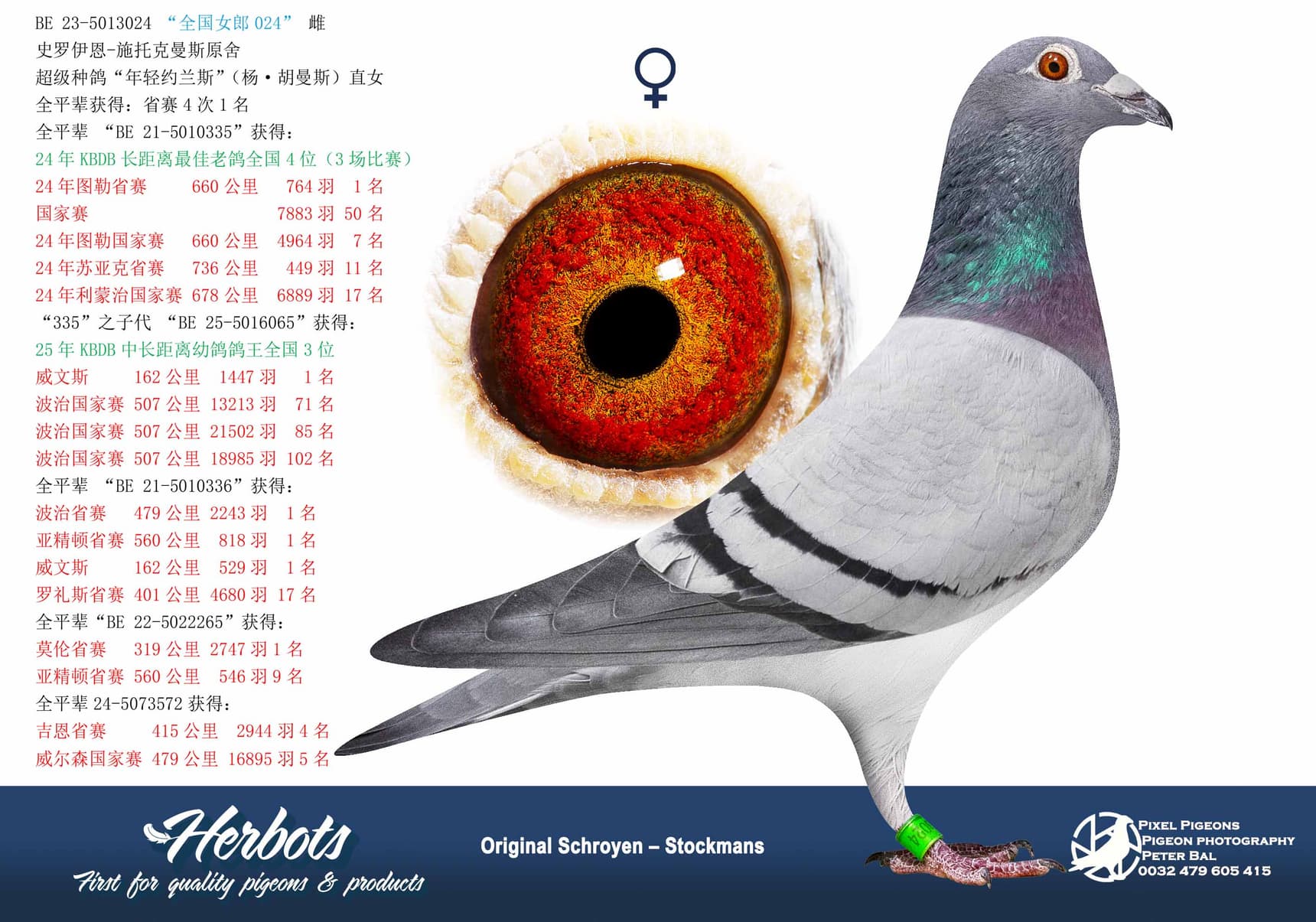pigeon: undefined