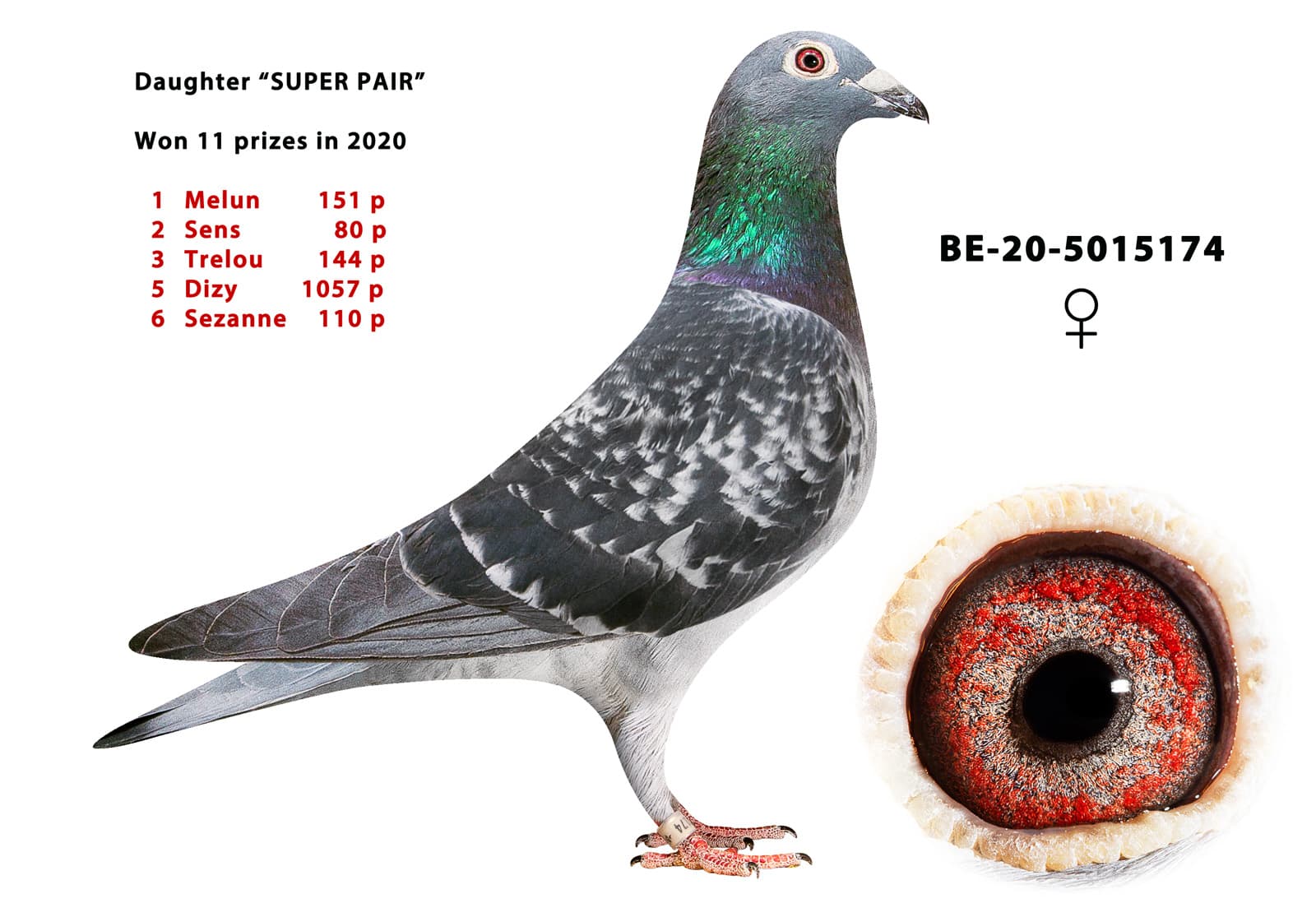 pigeon: undefined