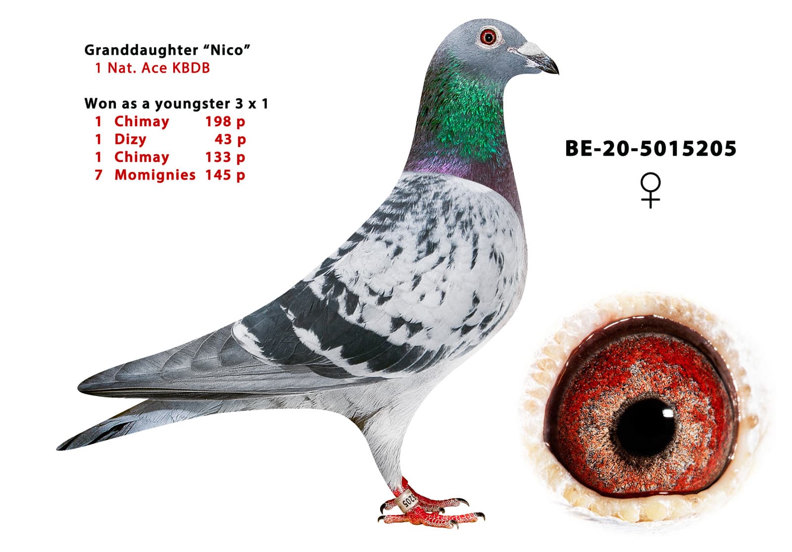 pigeon: undefined