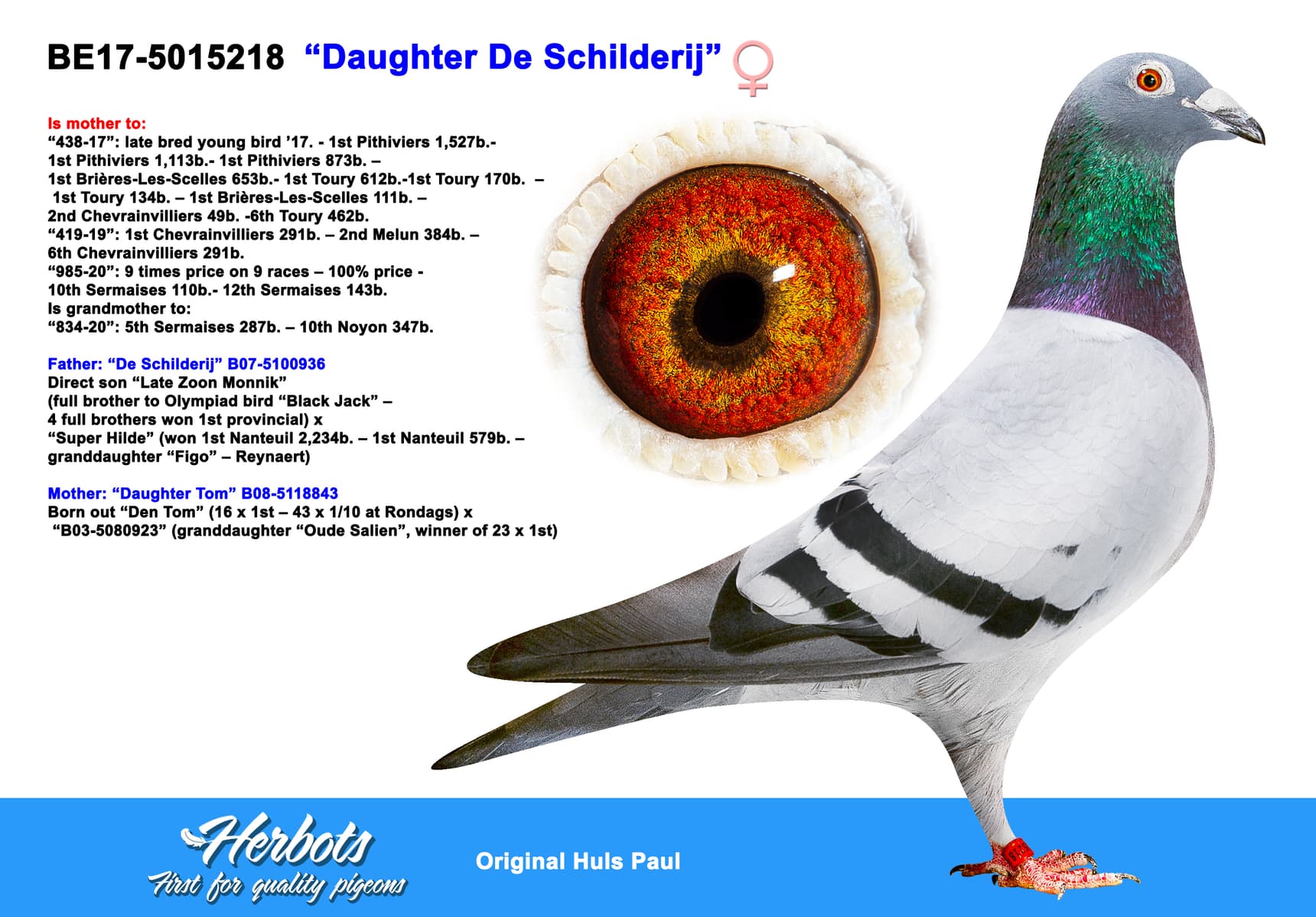 pigeon: “Daughter De Schilderij”