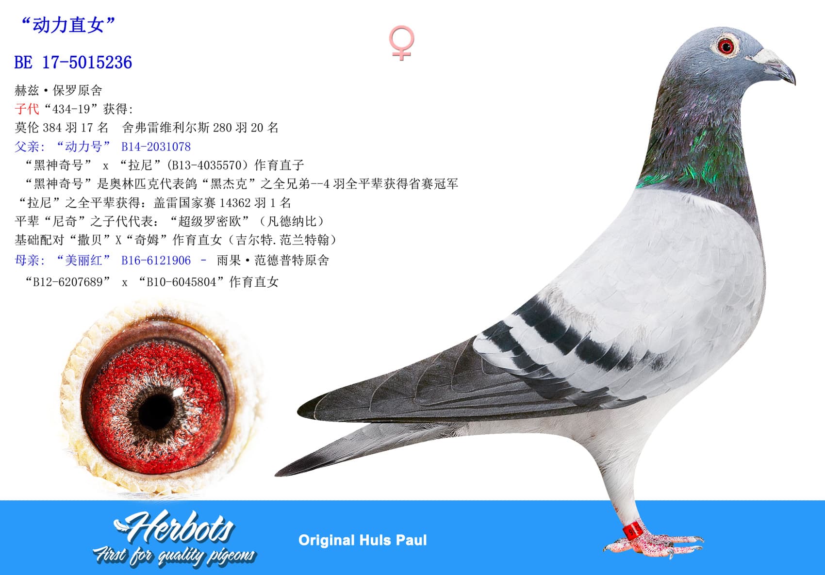 pigeon: “动力直女”