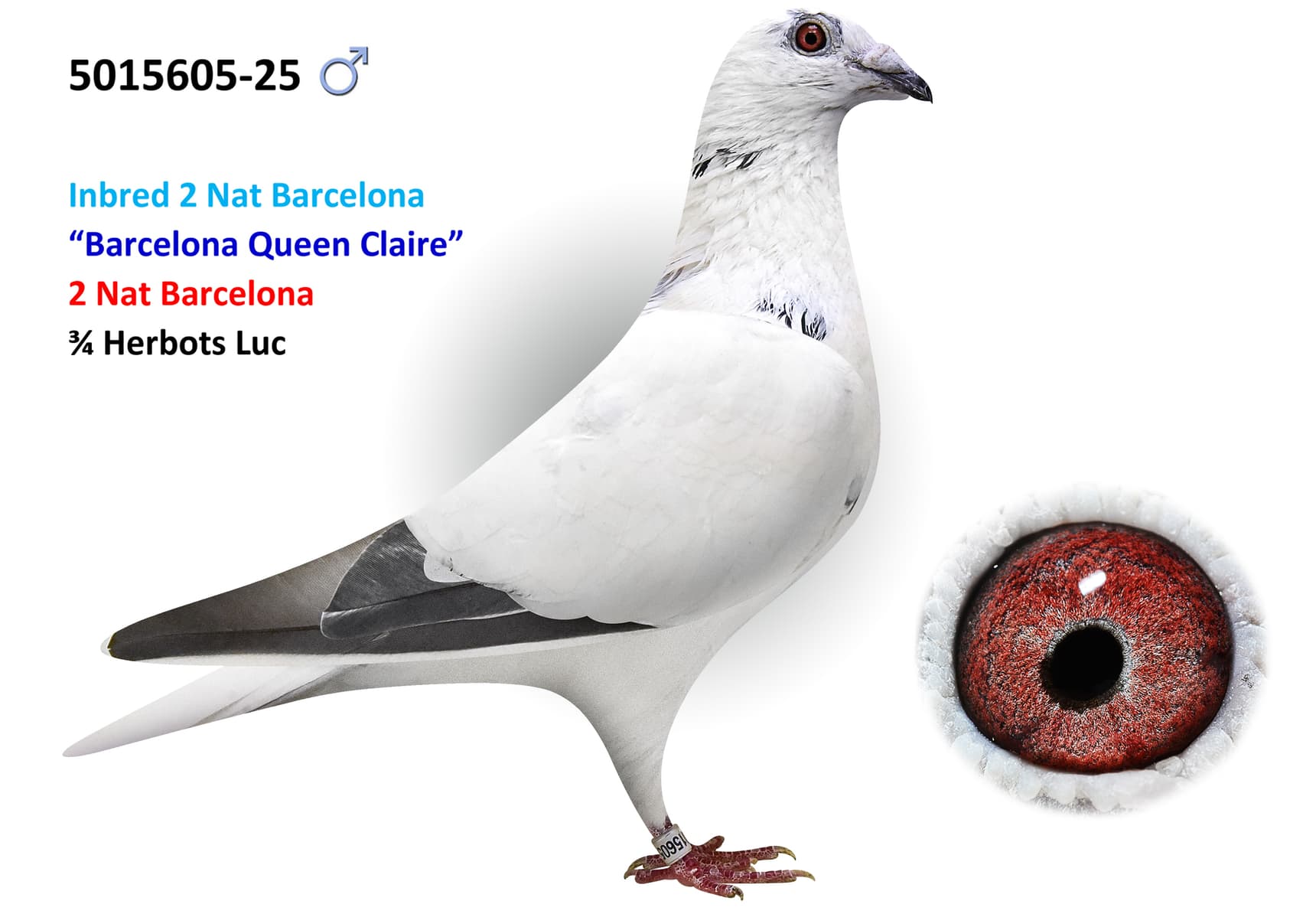 INBRED LINE 2 NAT BARCELONA