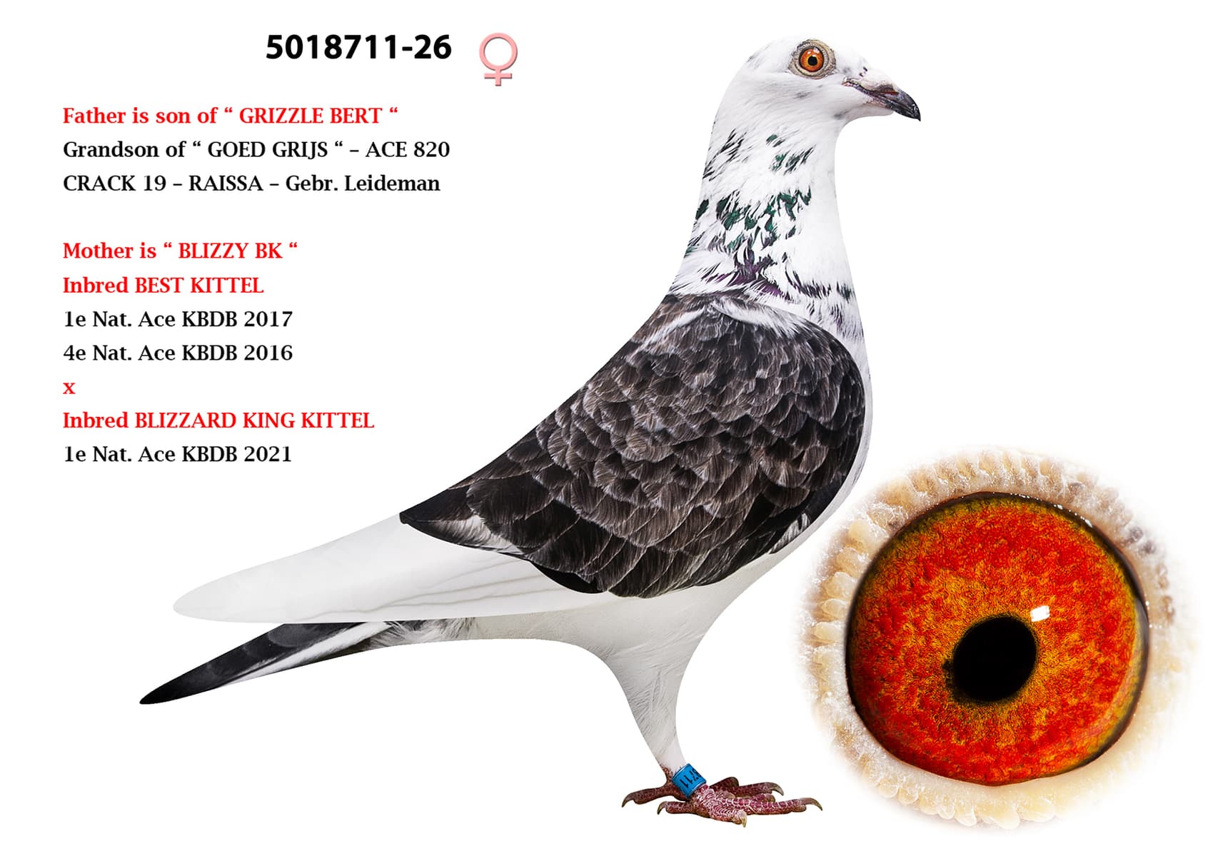 "Goed Grizzle 711"
