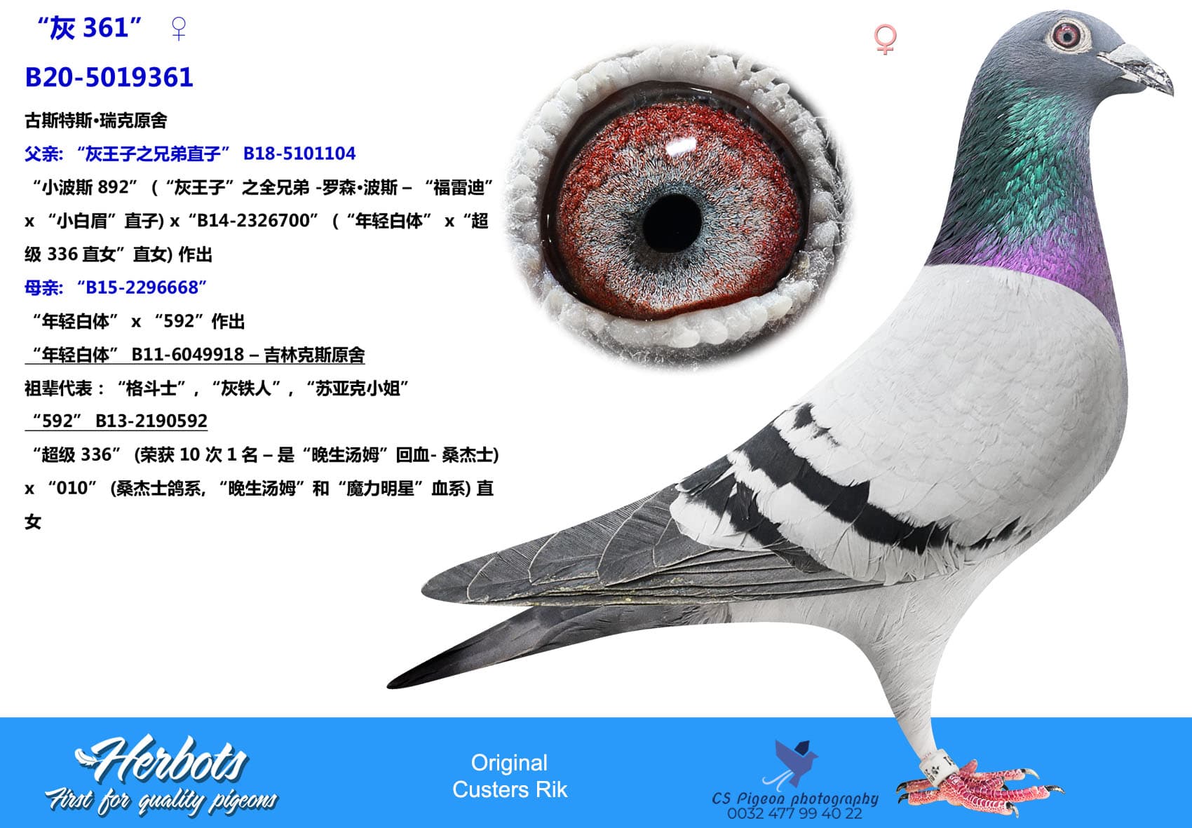 pigeon: undefined