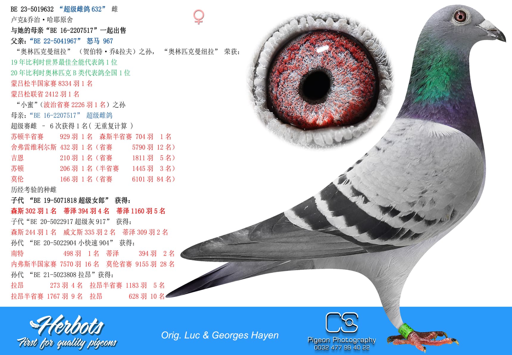 pigeon: undefined