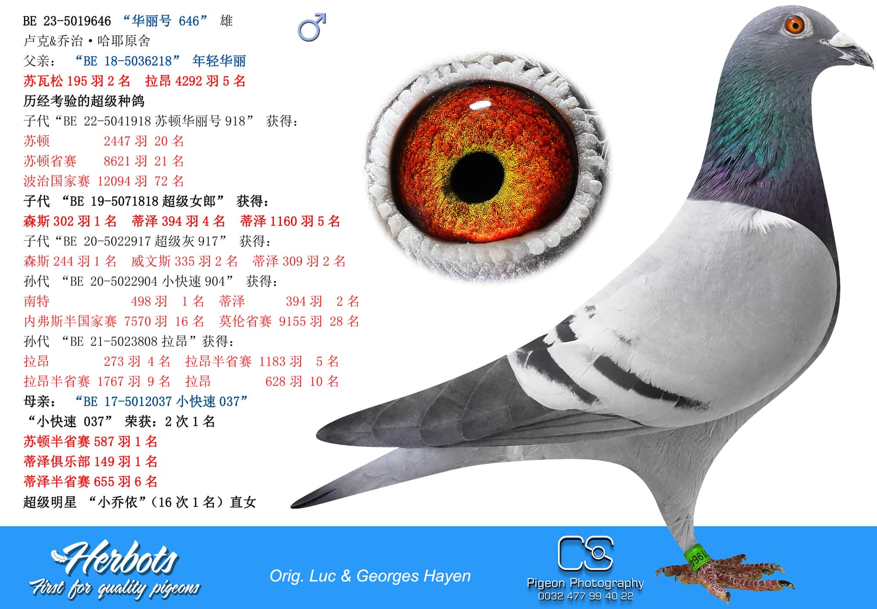 pigeon: “华丽号 646”
