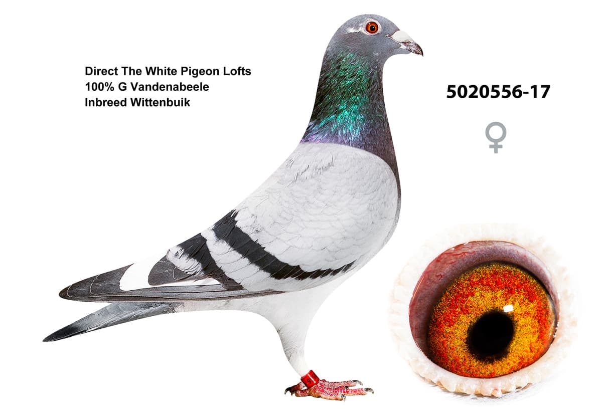 pigeon: undefined