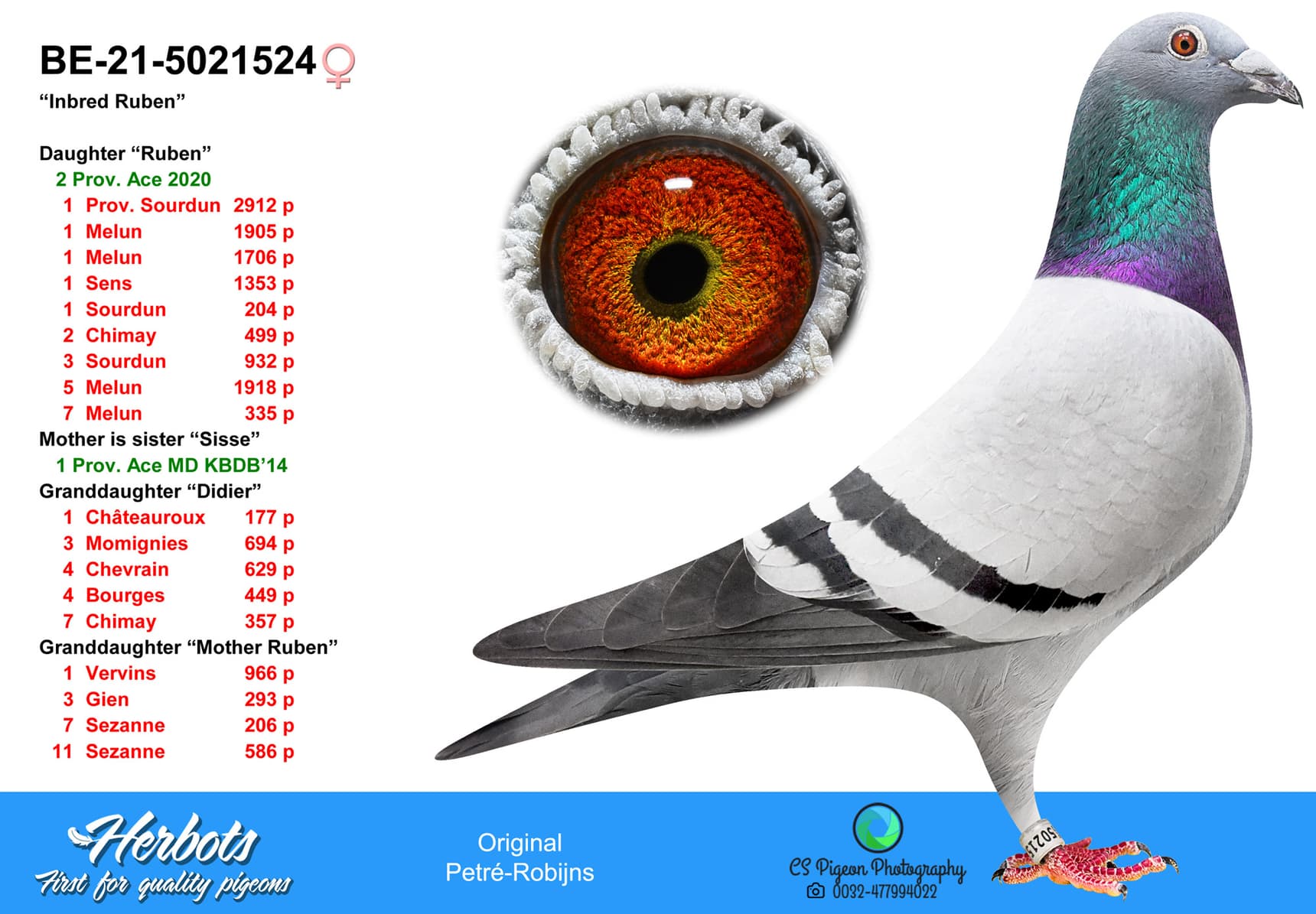 pigeon: undefined