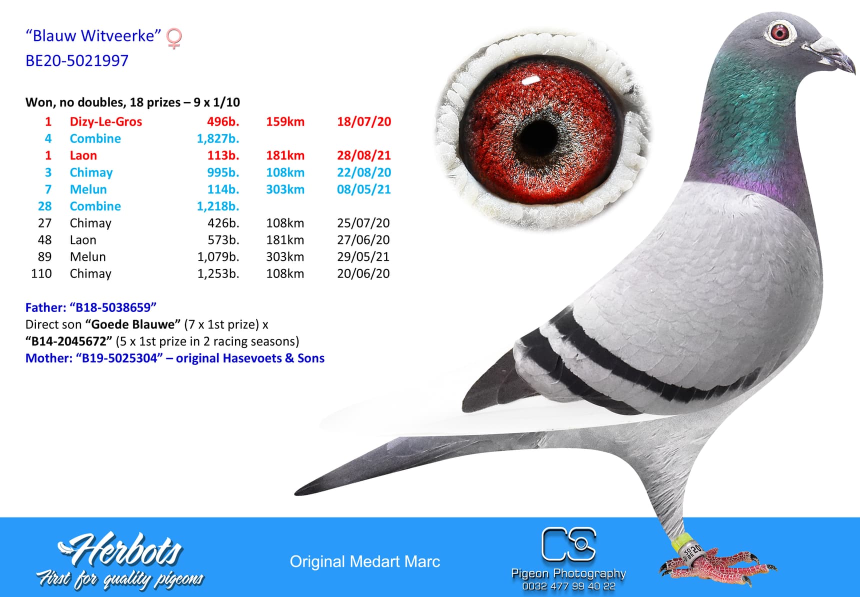 pigeon: undefined