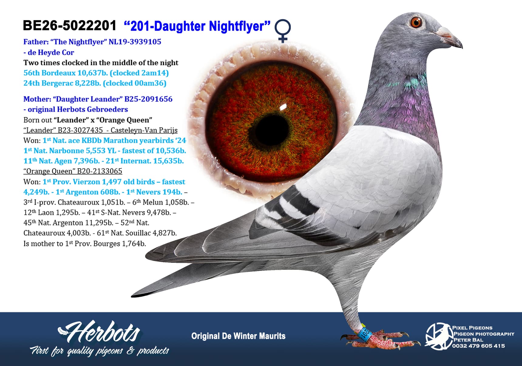pigeon: undefined