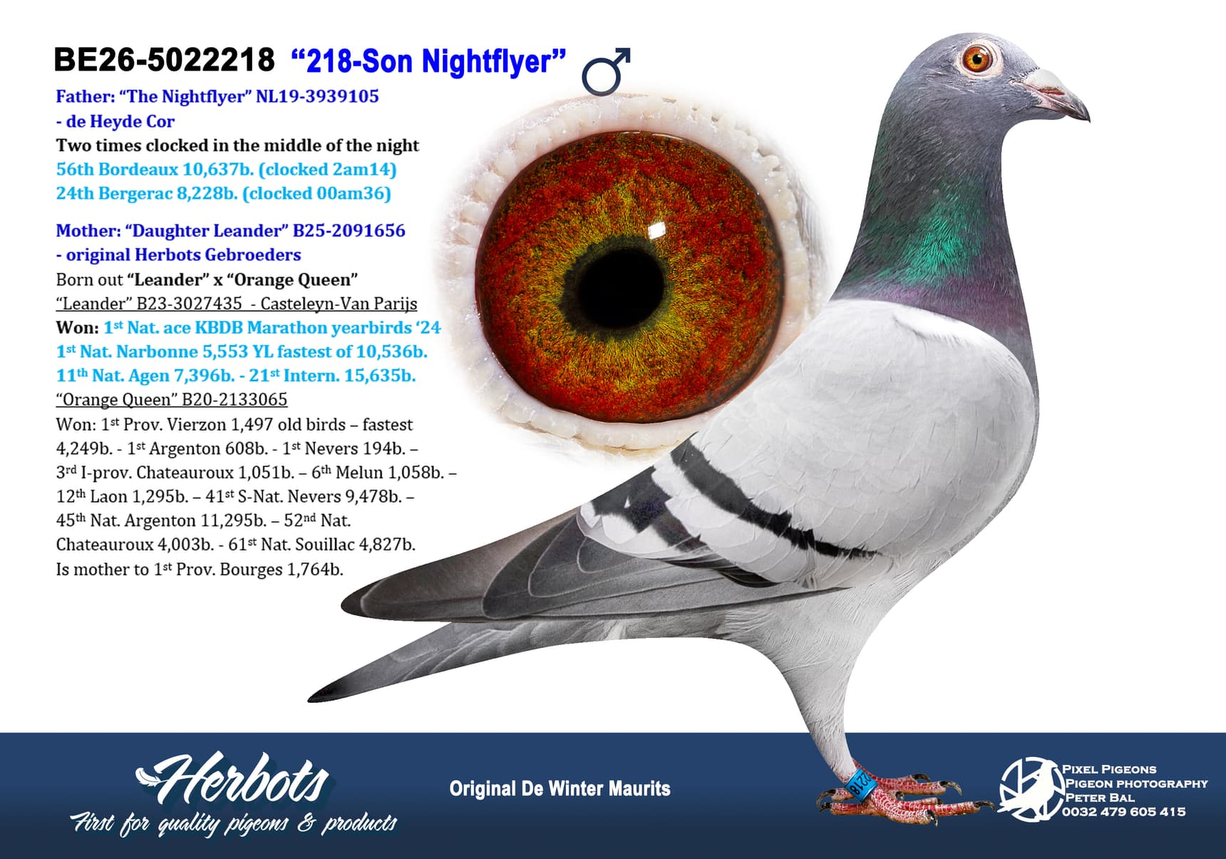 pigeon: undefined