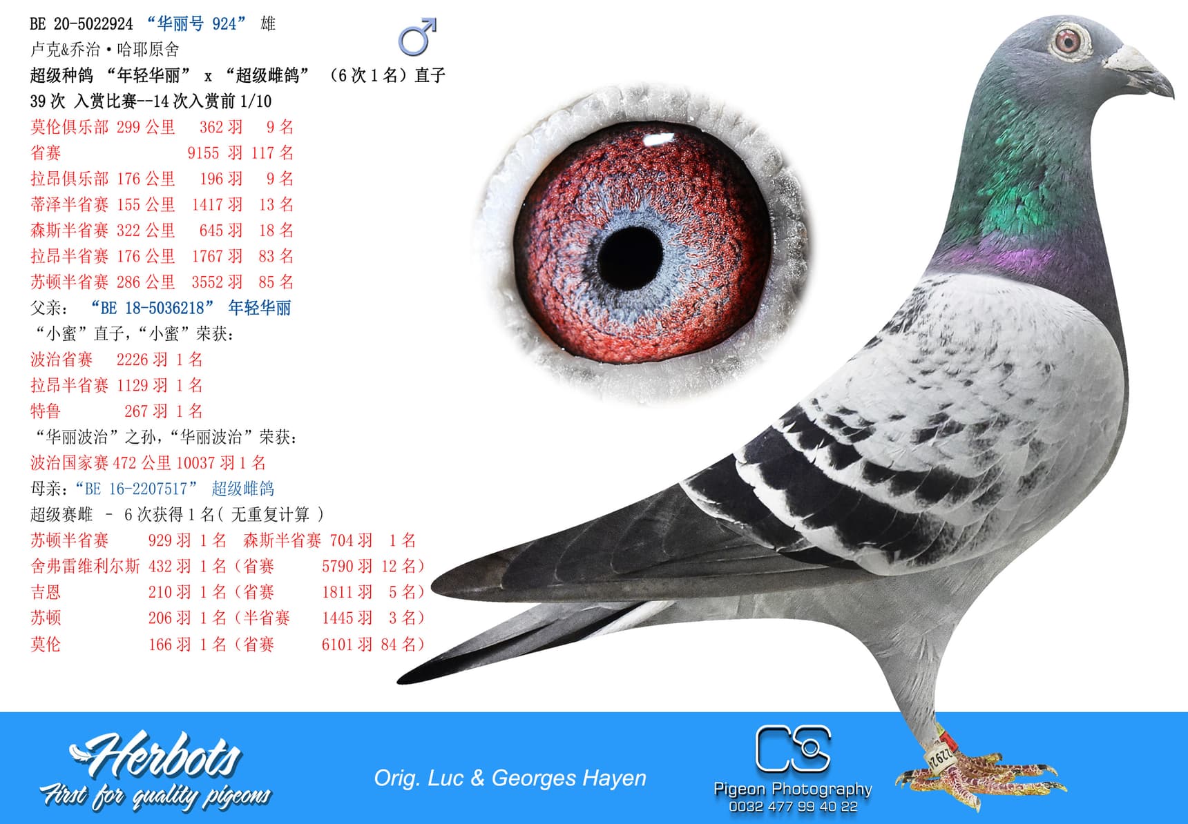 pigeon: “华丽号 924”