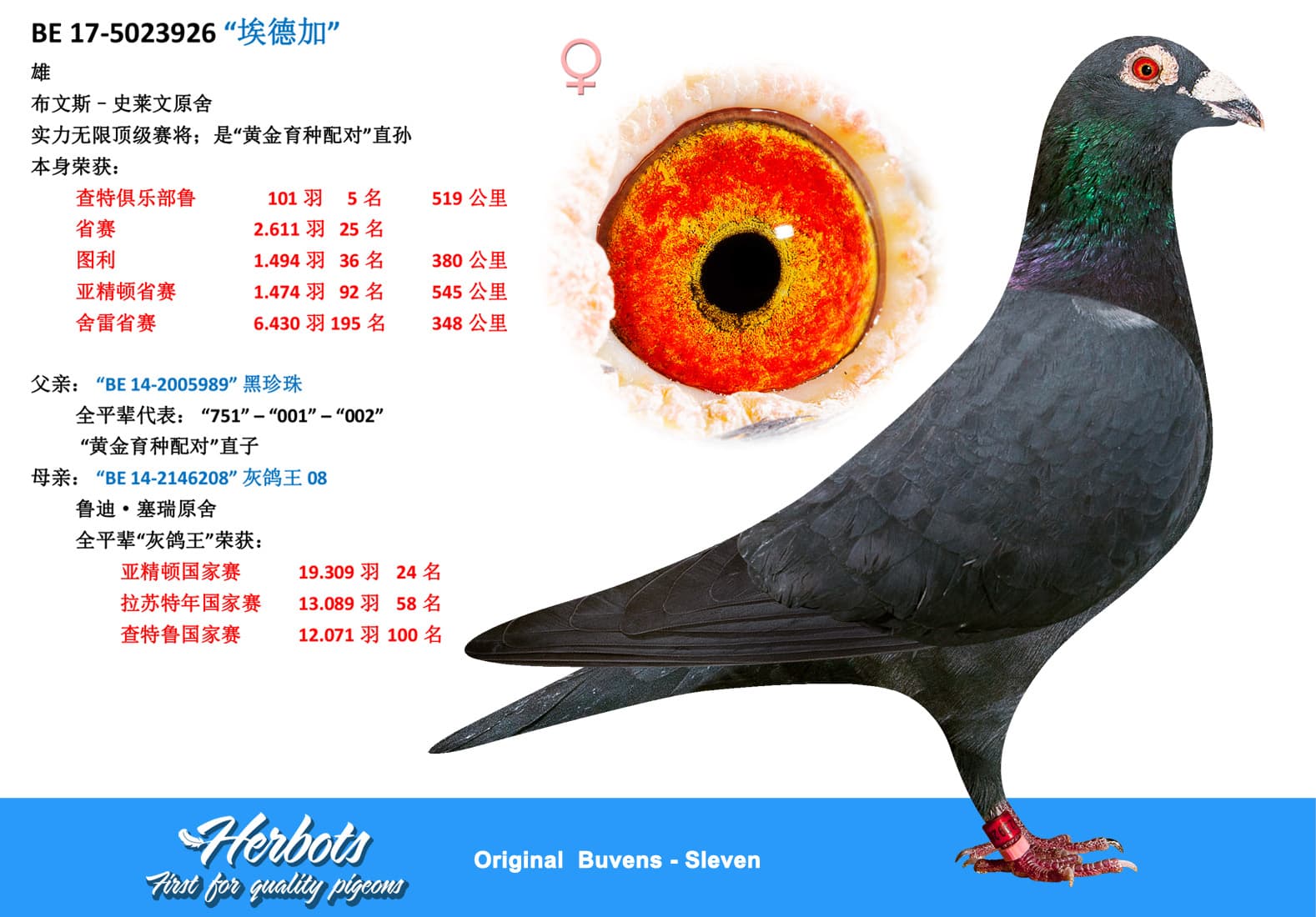 pigeon: undefined