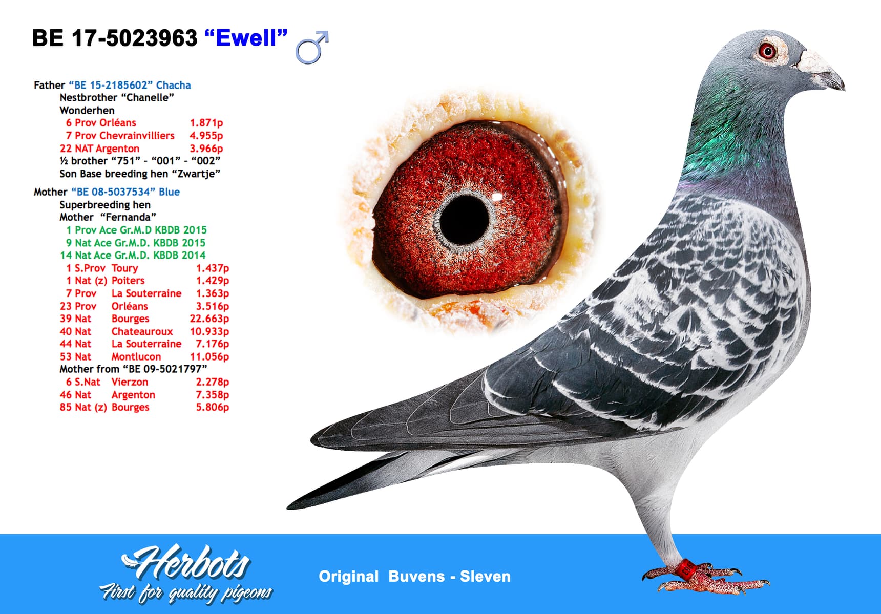 pigeon: undefined